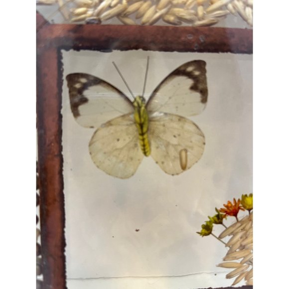 Vintage Pressed Flower Butterfly Seed Bean Corn Round Lucite Hotplate Trivet - Picture 7 of 8